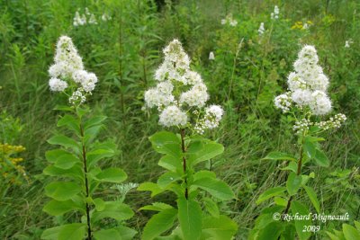 Spire blanche - White meadow-sweet - Spiraea alba 2m9