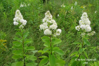 Spirée blanche - White meadow-sweet - Spiraea alba 2m9