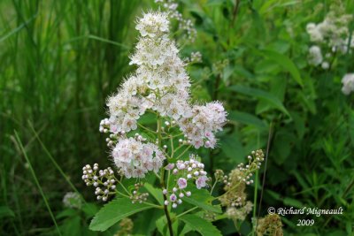 Spirée blanche - White meadow-sweet - Spiraea alba 4m9