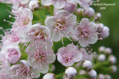 Spirée blanche - White meadow-sweet - Spiraea alba 5m9