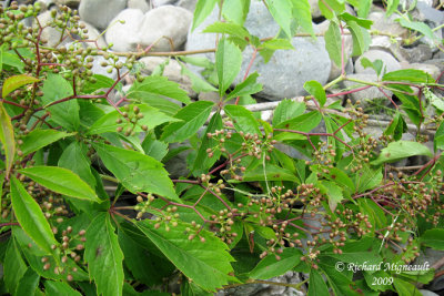 Vigne vierge - Virginia creeper - Parthenocissus quinquefolia 1m9