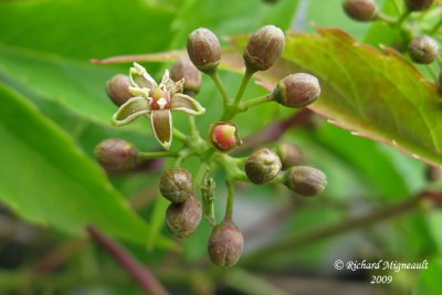 Vigne vierge - Virginia creeper - Parthenocissus quinquefolia 3m9