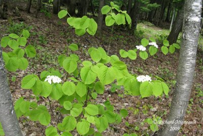 Viorne  feuilles d'aulne - Hobblebush - Viburnum alnifolium 1m9