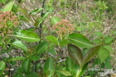 Viorne cassinode - Northern wild raisin - Viburnum nudum 1m9