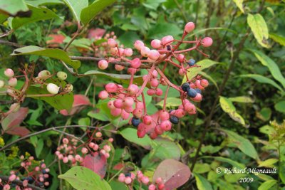 Viorne cassinode - Northern wild raisin - Viburnum nudum 4m9
