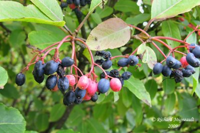 Viorne cassinoïde - Northern wild raisin - Viburnum nudum 5m9