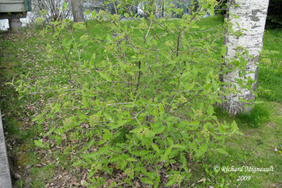 Viorne mansienne - Wayfaring-tree - Viburnum lantana 1m9