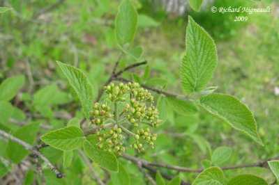 Viorne mansienne - Wayfaring-tree - Viburnum lantana 2m9