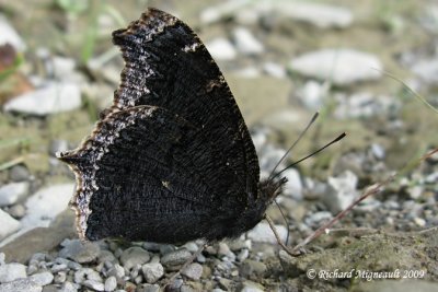 4432 - Mourningcloak Butterfly - Morio 1 m9