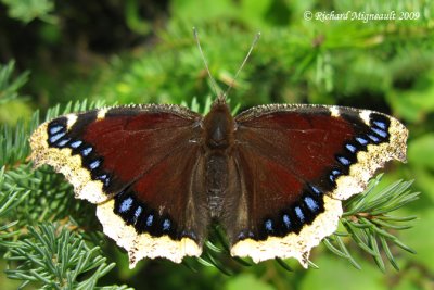 4432 - Mourningcloak Butterfly - Morio 2 m9