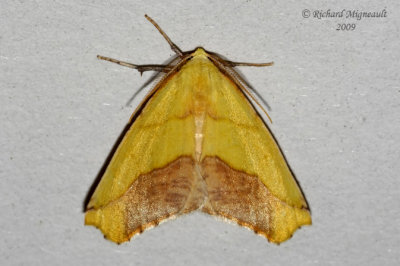 6912  Sicya macularia  Sharp-lined Yellow Moth m9