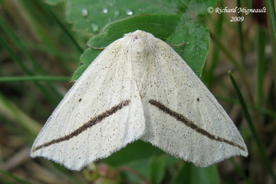 6963 - Yellow Slant-line Moth - Tetracis crocallata m9