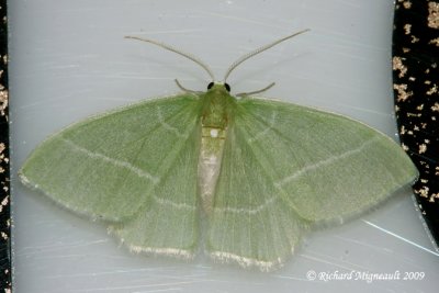 7048 - White-Fringed Emerald - Nemoria mimosaria m9