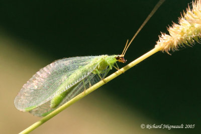 Green Lacewing - Chrysopidae m5