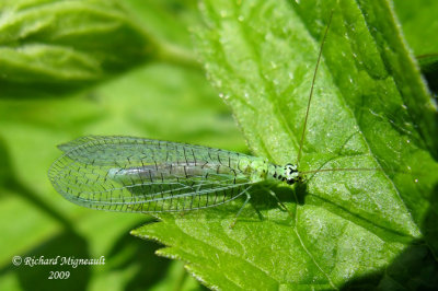 Green Lacewing - Chrysopa chi m9