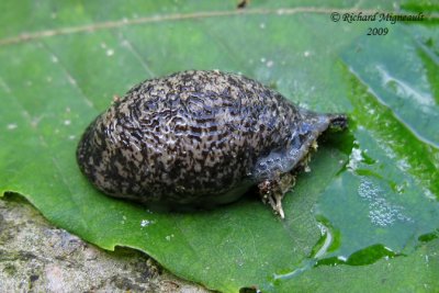 Winding mantleslug - Philomycus flexuolaris 2m9