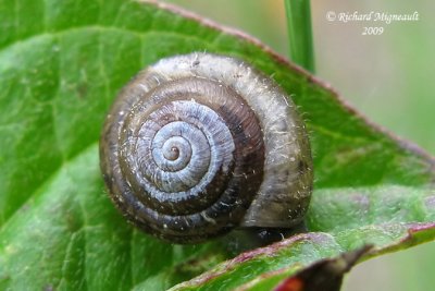 Land snail - Escargot 1a m9