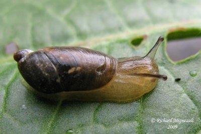 Land snail - Escargot 3a m9