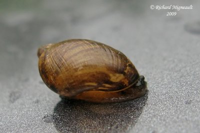 Land snail - Escargot 3b m9