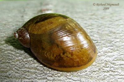 Snails - Escargots