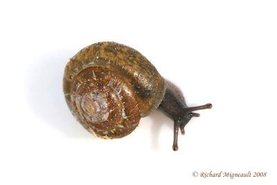 Land snail - Escargot 1b m8