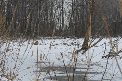 A view across the frozen marsh