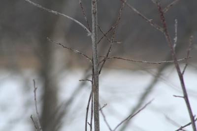 Oh look, a stick.