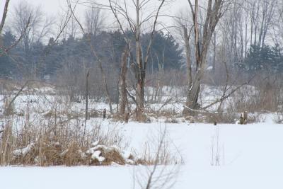 View across the marsh