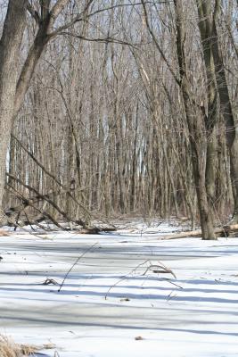 Snow and trees again