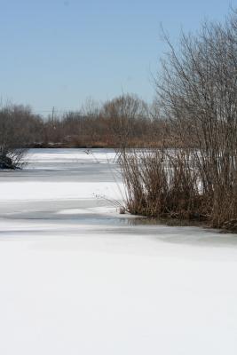 Frozen pond.