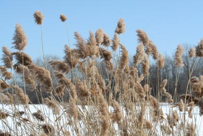 Amber waves of grain?