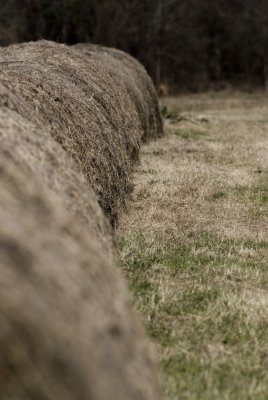 hay...