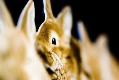 bunny...