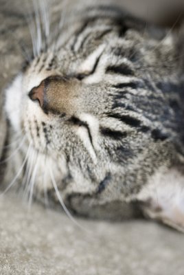 zzzzzzzzzzzzzzzzzzzzz.....