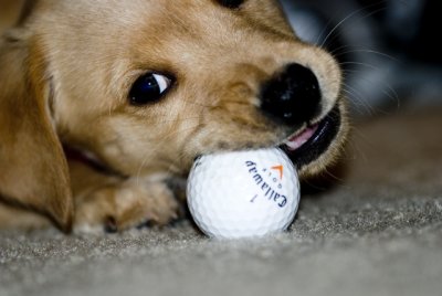 ahhhhhhhhhhhhhhhhh... golf balls...