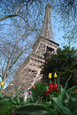 tulips and eiffel