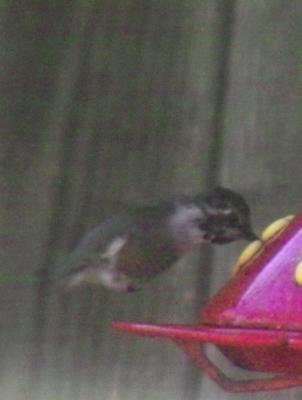 Costa's Hummingbird (Calypte costae) - immature male