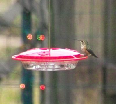 Selasphorus female - possible Allen's Hummingbird