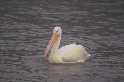 Pelicans (Pelecaniformes Pelecanidae)
