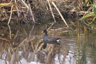 Common Moorhen (Gallinula chloropus)