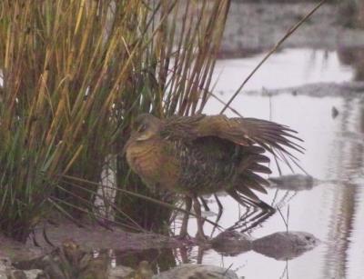 Clapper Rail (Rallus longirostris)