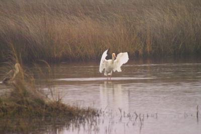 Ibis and Spoonbills (Ciconiiformes Threskiornithidae)