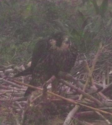 Falcons and Caracaras (Falconiformes Falconidae)