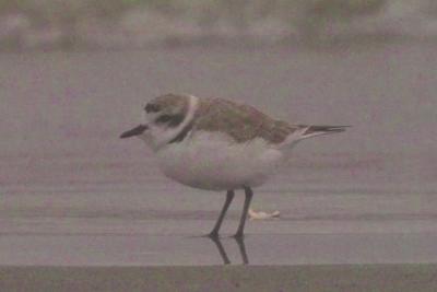 Plovers and Lapwings (Charadriiformes Charadriidae)