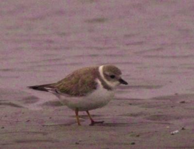 Piping Plover (Charadrius melodus)