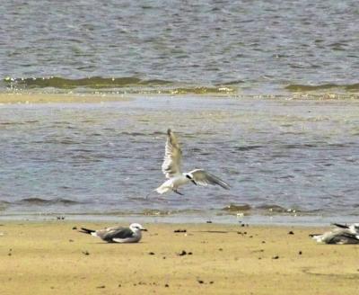 g3/24/630724/3/57262503.tern.jpg