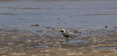 g3/24/630724/3/57262672.blackbelliedplover2.jpg