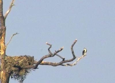 Osprey (Falconiformes Pandionidae)