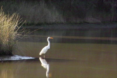 Great Egret (Ardea alba)