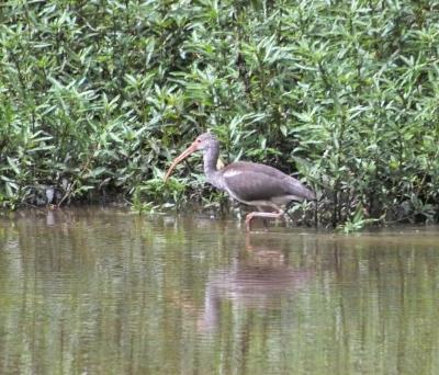 White Ibis (Eudocimus albus)